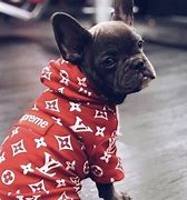 Image result for Dog in Drip Clothes