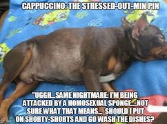 Image result for Stressed Dog Meme