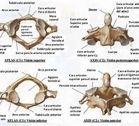 Image result for Atlas Vertebrae