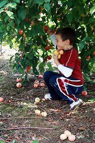 Image result for Kids Picking Apples