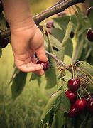 Image result for Picture of Hand Picking for Kids