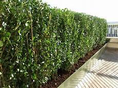 siepe da vaso come realizzare una splendida siepe da balcone siepe da vaso come realizzare una splendida siepe da balcone