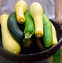 Image result for Types of Squash Varieties