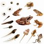 Image result for Frog Life Cycle Small World
