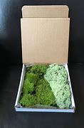 Image result for Wall Moss Box