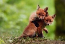 Image result for Cute Red Fox Cubs