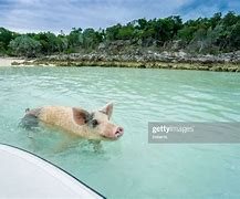 Image result for Exuma Pig Island