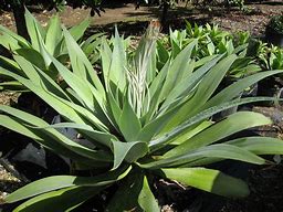 Image result for agave