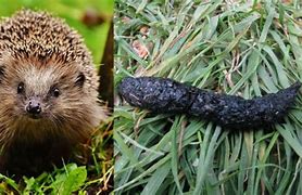 Image result for Pygmy Hedgehog Poop