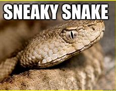 Image result for Snake Memes