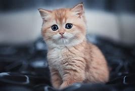 Image result for Cute Cat Desktop Wallpaper