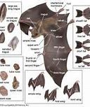 Image result for Types of Bats Species