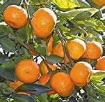 Image result for Orange Fruit Leaves
