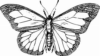 Image result for Butterfly Flower Clip Art Black and White
