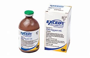 Image result for Excede Antibiotic En Mexico