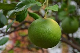 Image result for Green Mesh Fruit