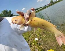Image result for Biggest Albino Catfish
