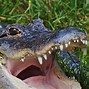 Image result for A Picture of a Alligator