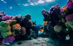Image result for Coral Reef iPhone Wallpaper