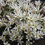 Image result for Zephyranthes candida