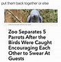 Image result for Parrot Repeat Meme