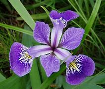 Image result for Iris histrio var. aintabensis