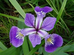 Image result for Iris Symbolism