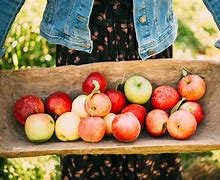 Image result for Pick Apples in Autumn