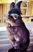 Image result for Animal in Three D Glasses
