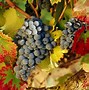 Image result for Grapes