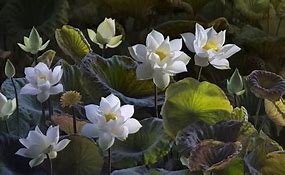 Image result for Lotus Leaves