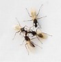 Image result for Ants That Look Like Bees