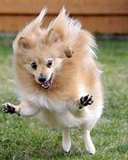 Image result for Very Cute Funny Animals