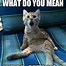 Image result for Attic Cat Meme