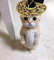 Image result for funniest cats hats meme
