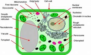 Image result for Cytoskeleton in a Plant Cell