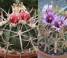 Image result for Barrel Cactus with Flower