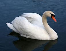 Image result for Swans