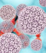 Image result for HPV Condyloma