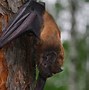 Image result for Biggest Bat Record