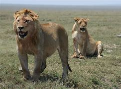 Image result for World's Largest Lion