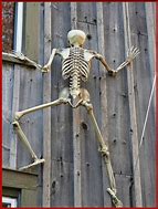 Image result for Climbing Skeletons