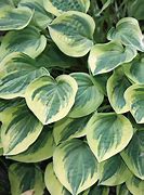 Image result for Hosta Cameo