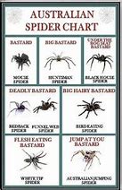 Image result for Australian Spider Chart