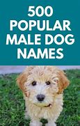 Image result for Cute Male Dog Names Unique