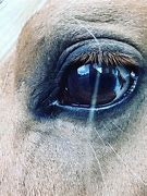Image result for Palomino Eyes