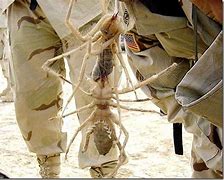 Image result for Biggest Camel Spider Ever Recorded