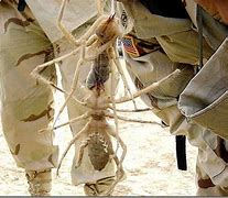 Image result for Biggest Camel Spider in the World
