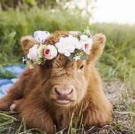 Image result for Cute Cow Pics