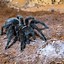 Image result for Brazillain Black Tarantula